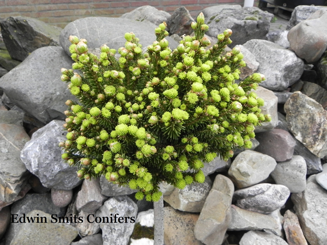 Picea abies 'Luua Kera'